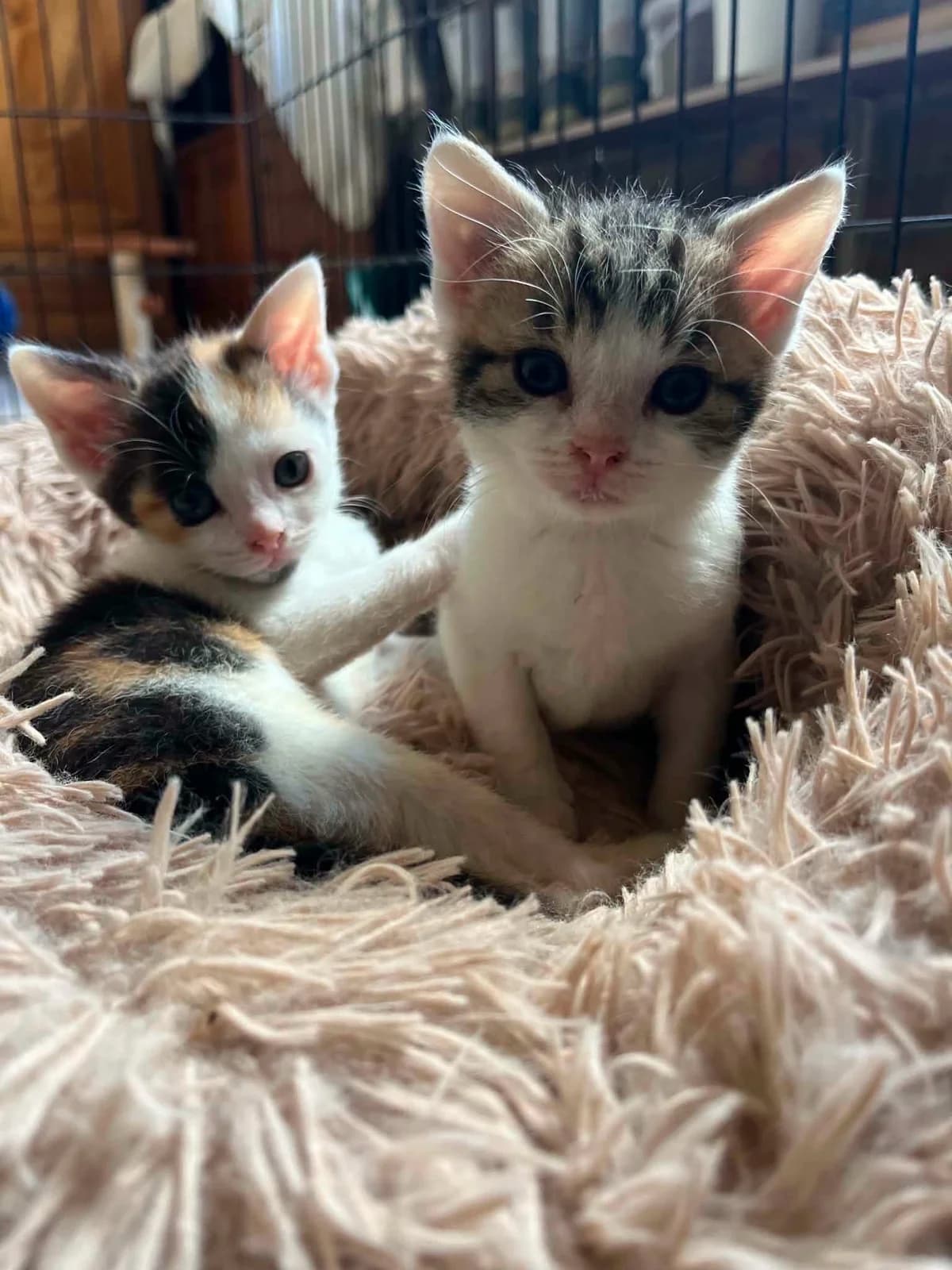Balthazar et Belphégor, male puppy Mixed Breed for adoption at Les Amis d