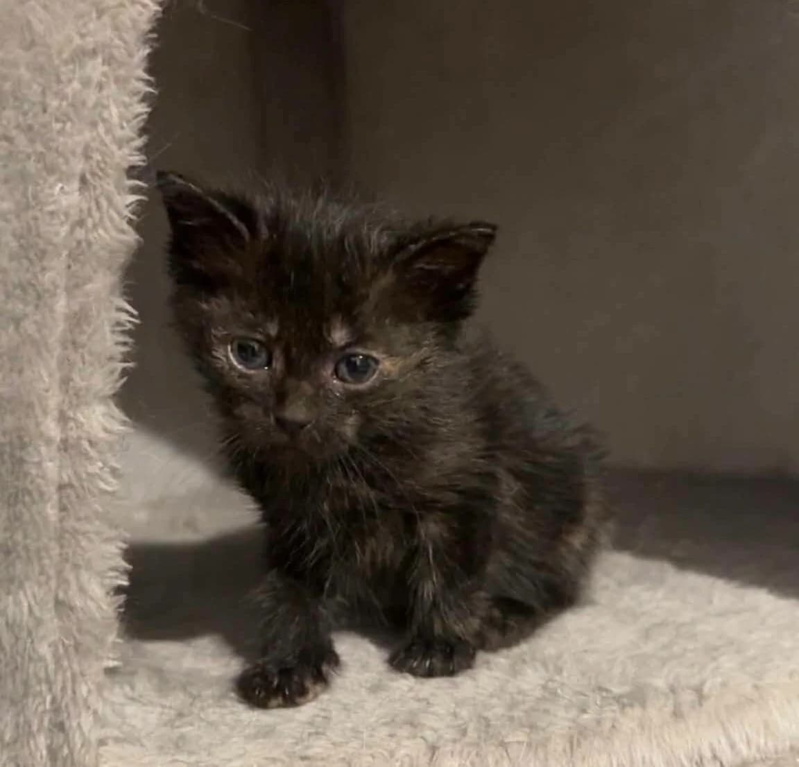 Banshee, female Mixed Breed for adoption at Les Amis d