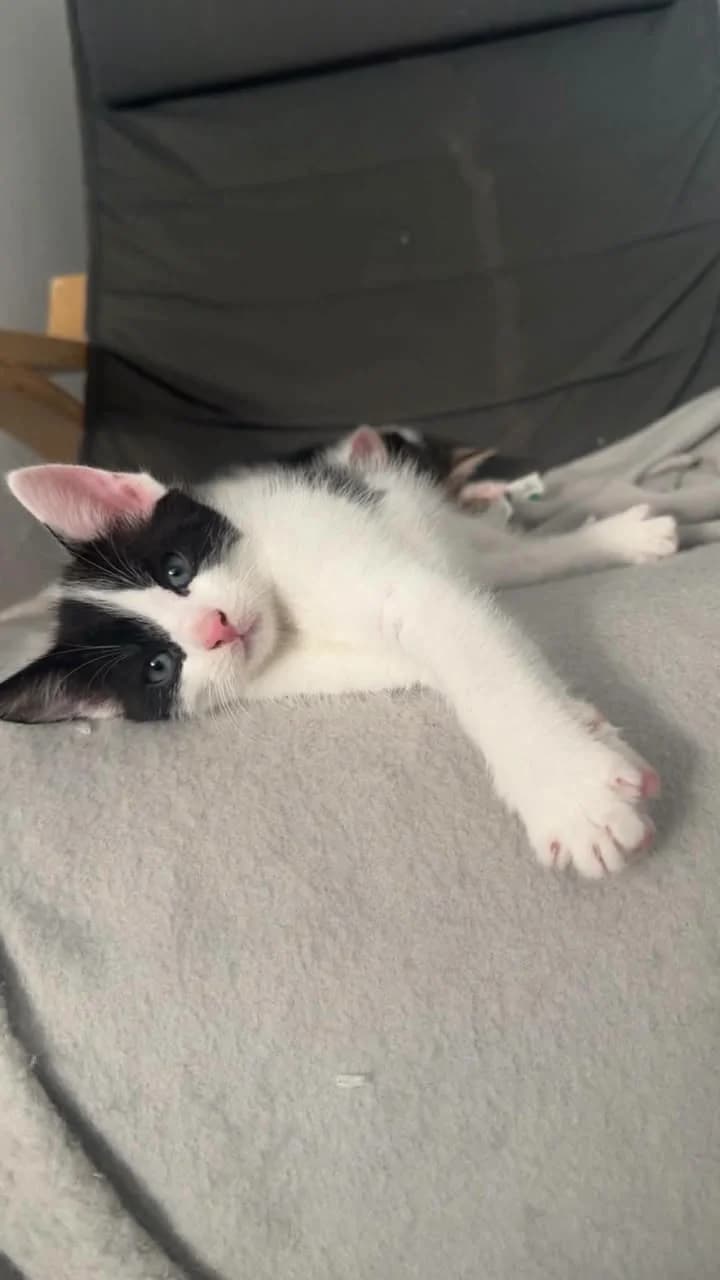 Basile, male Mixed Breed for adoption at Les Amis d