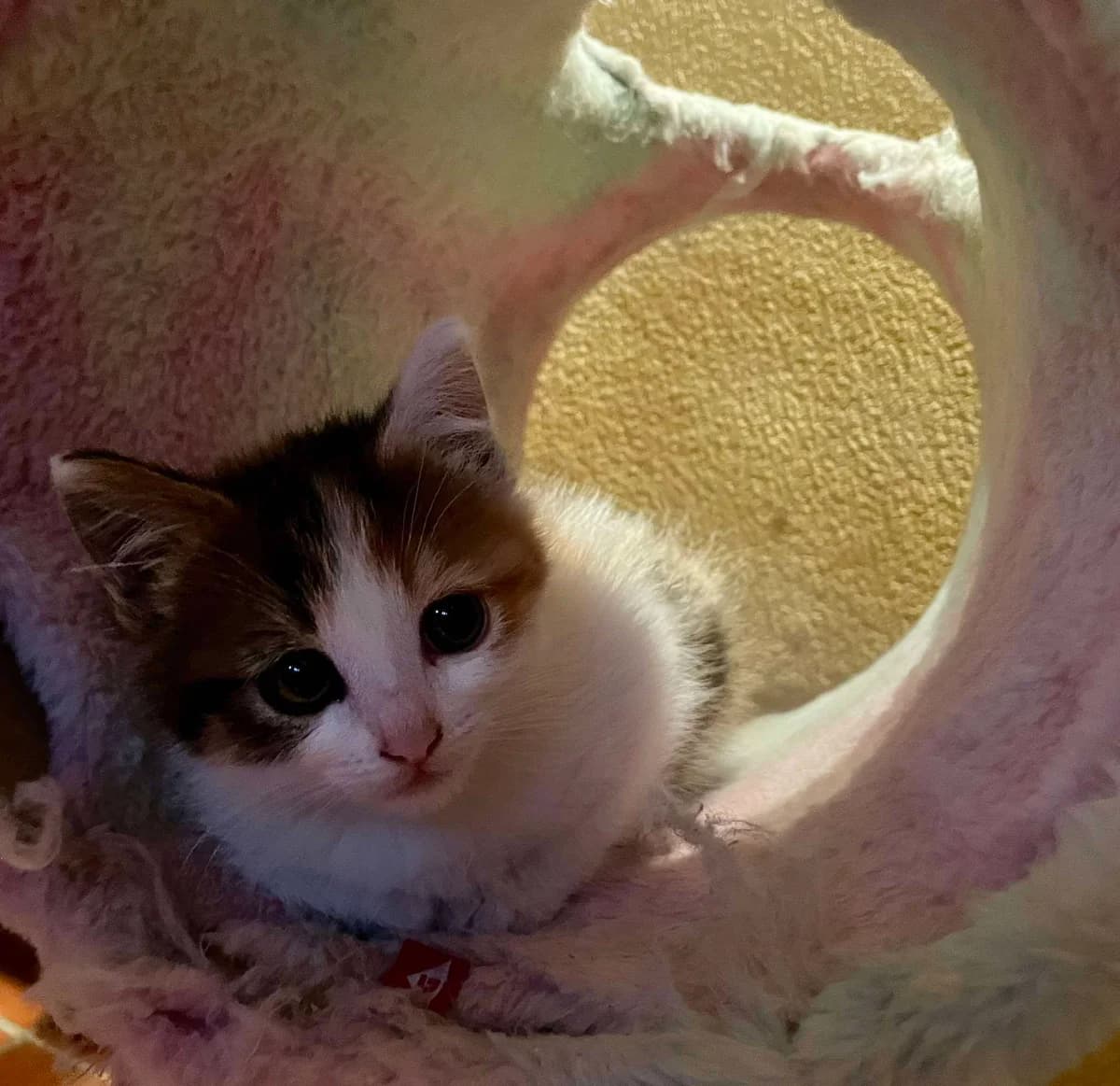 Belladone, female Mixed Breed for adoption at Les Amis d