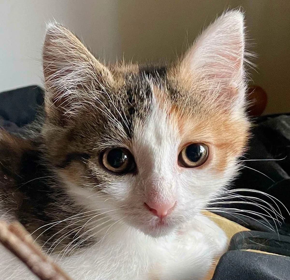 Belladone, female Mixed Breed for adoption at Les Amis d