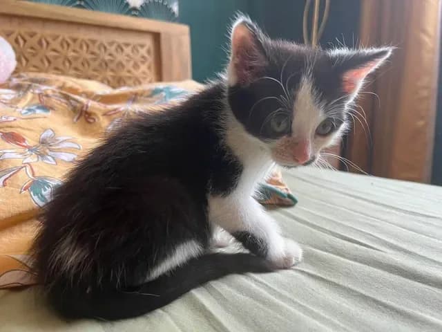 Berlioz, male puppy Mixed Breed for adoption at Les Amis d