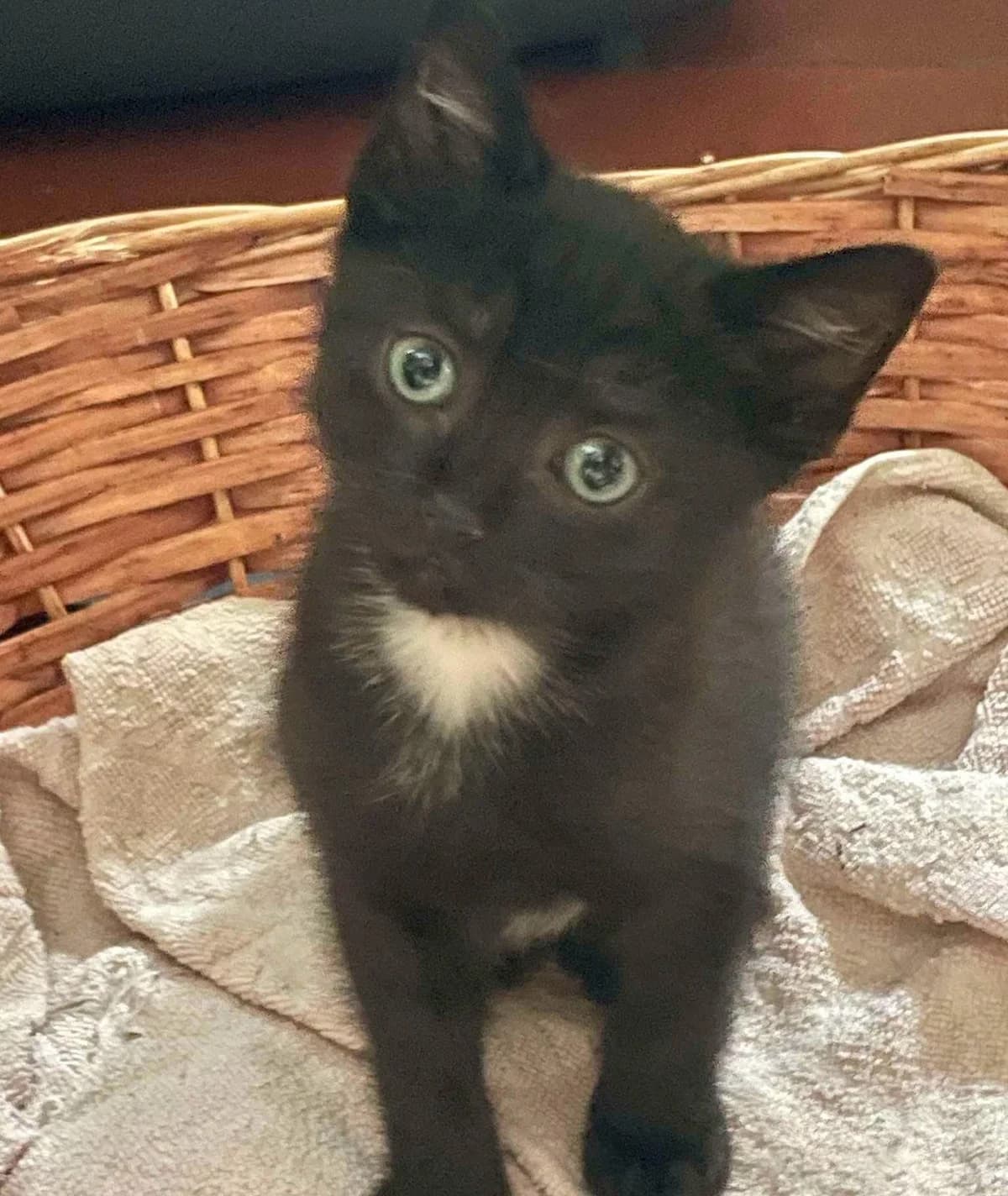 Berlioz, male puppy Mixed Breed for adoption at Les Amis d