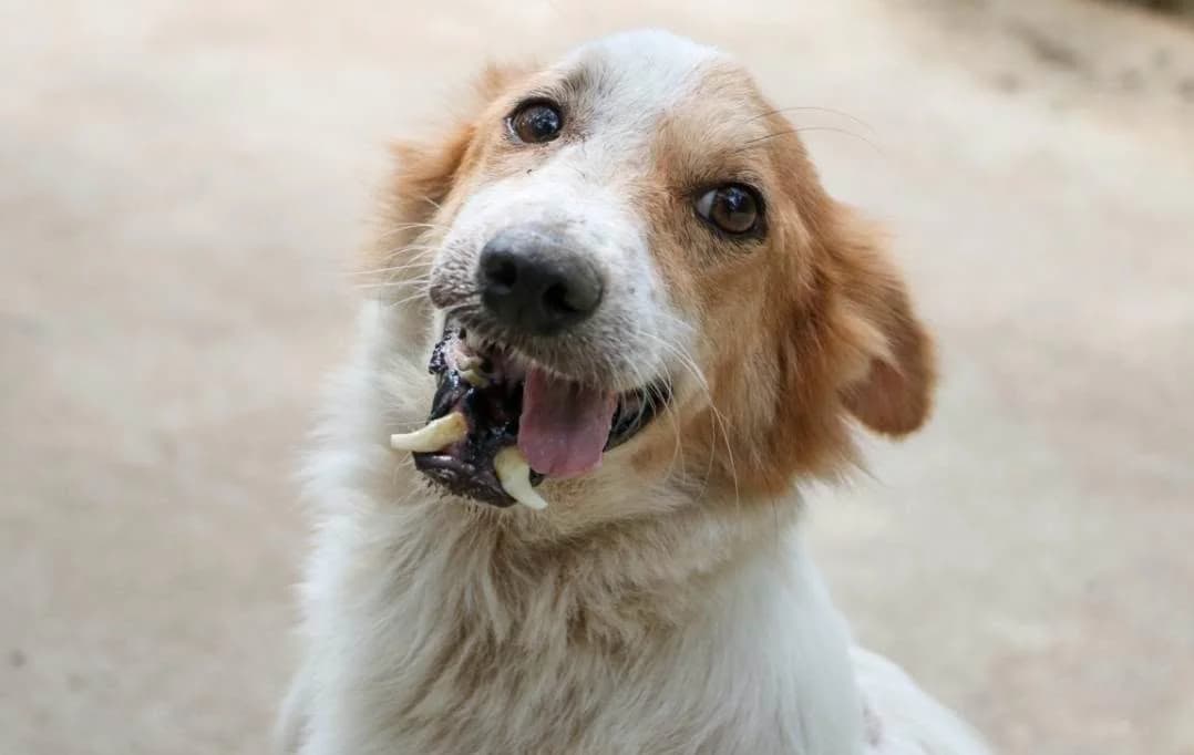 Bobbily, male young Mixed Breed for adoption at Les Amis d