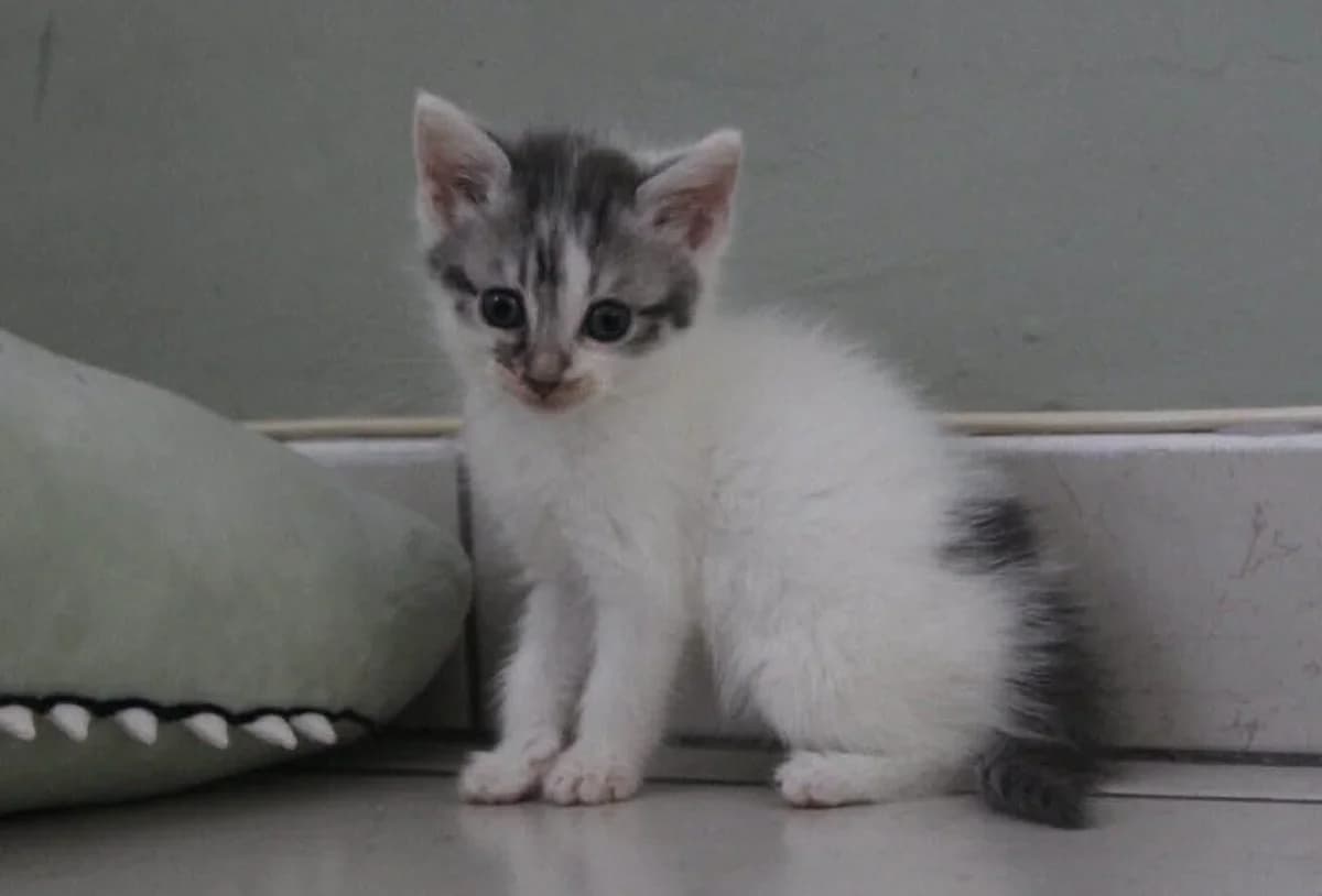 Cabriole, female Mixed Breed for adoption at Les Amis d