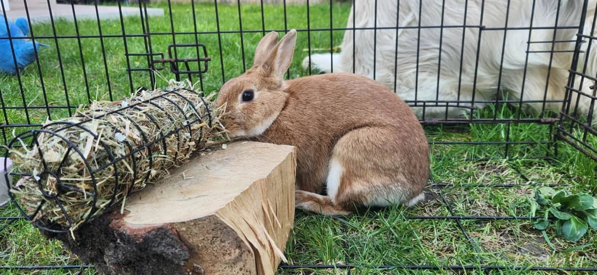Cannelle, female Mixed Breed for adoption at Les Amis d