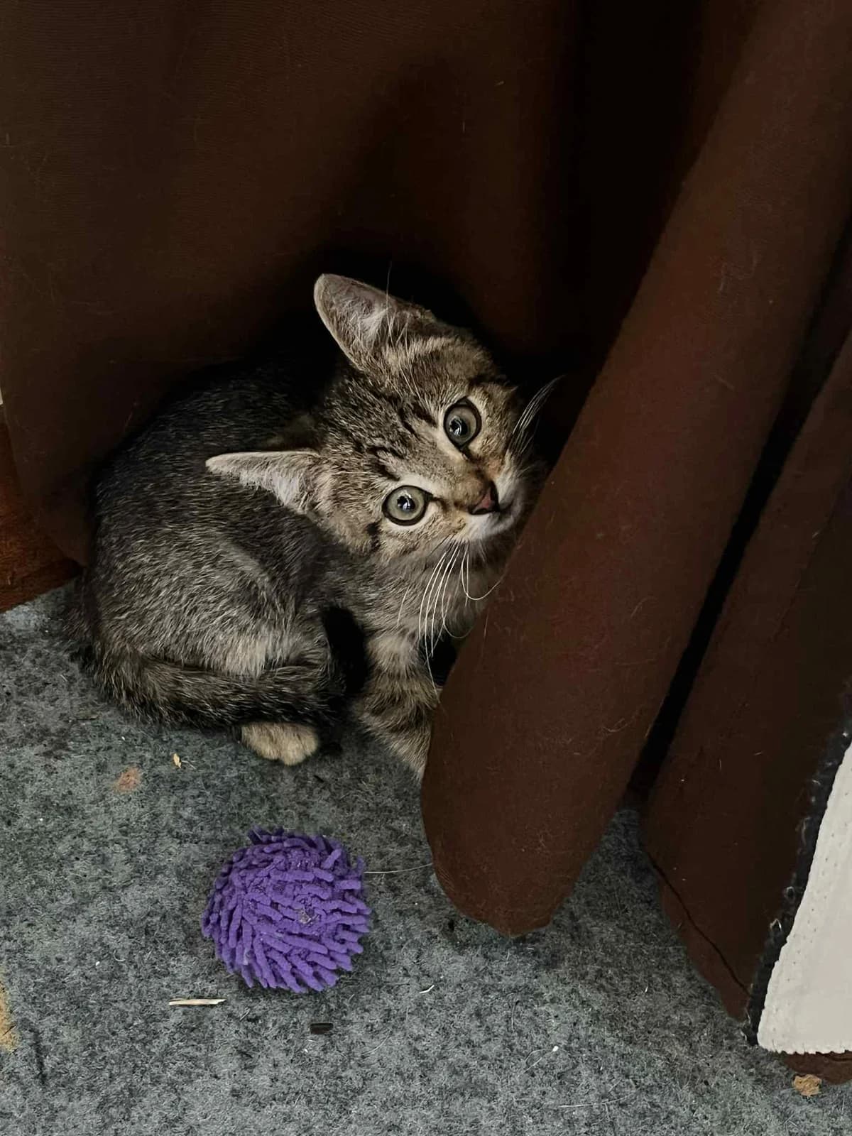 Griffonne, female Mixed Breed for adoption at Les Amis d