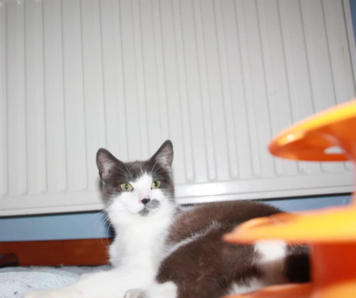 Cosette, female Mixed Breed for adoption at Les Amis d