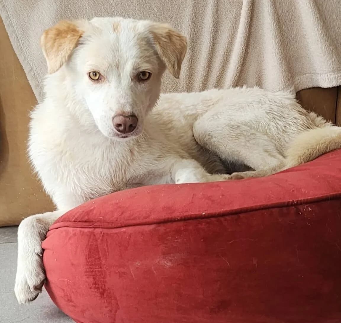 Divine, female Mixed Breed for adoption at Les Amis d