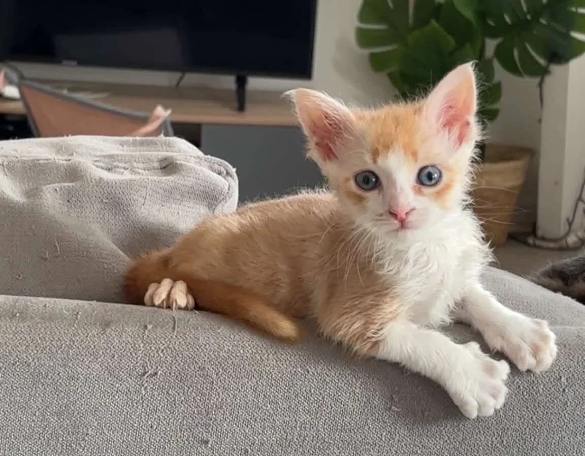 Elio, male puppy Mixed Breed for adoption at Les Amis d
