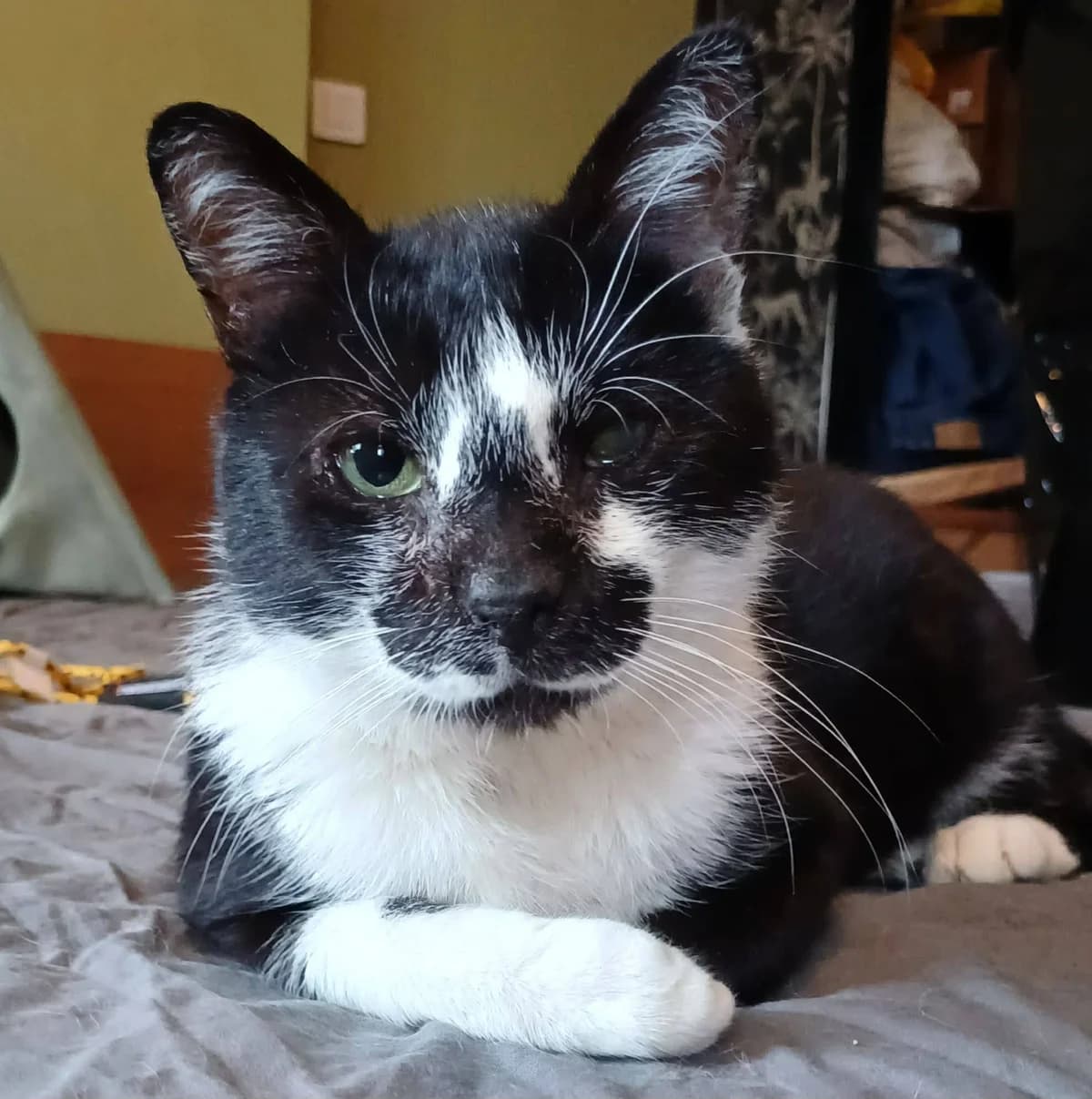 Félix, male Mixed Breed for adoption at Les Amis d