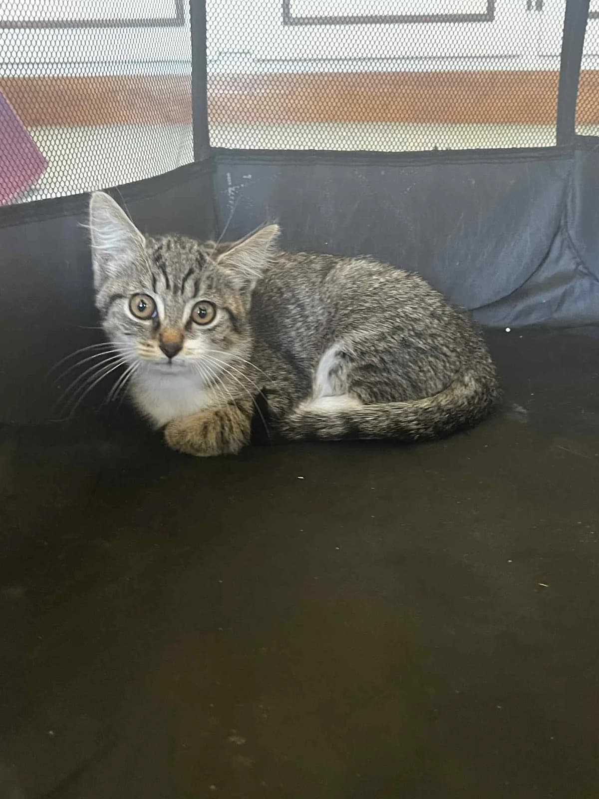 Gula, female Mixed Breed for adoption at Les Amis d