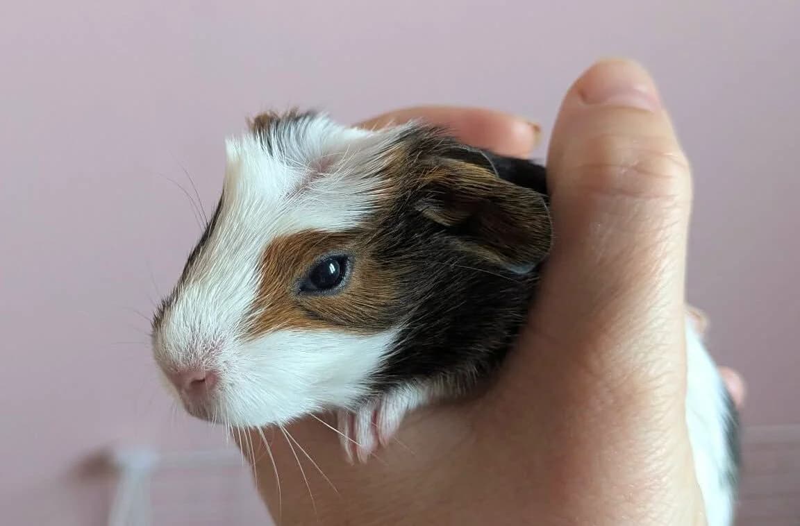 Iris, female Mixed Breed for adoption at Les Amis d
