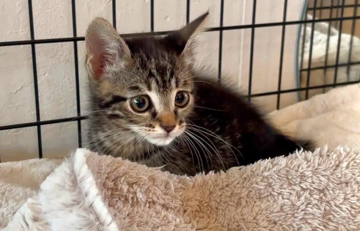 Kovu, male puppy Mixed Breed for adoption at Les Amis d