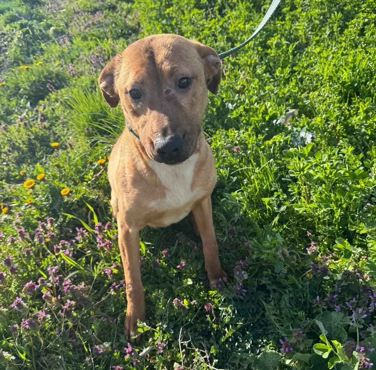 Leslie, male Mixed Breed for adoption at Les Amis d