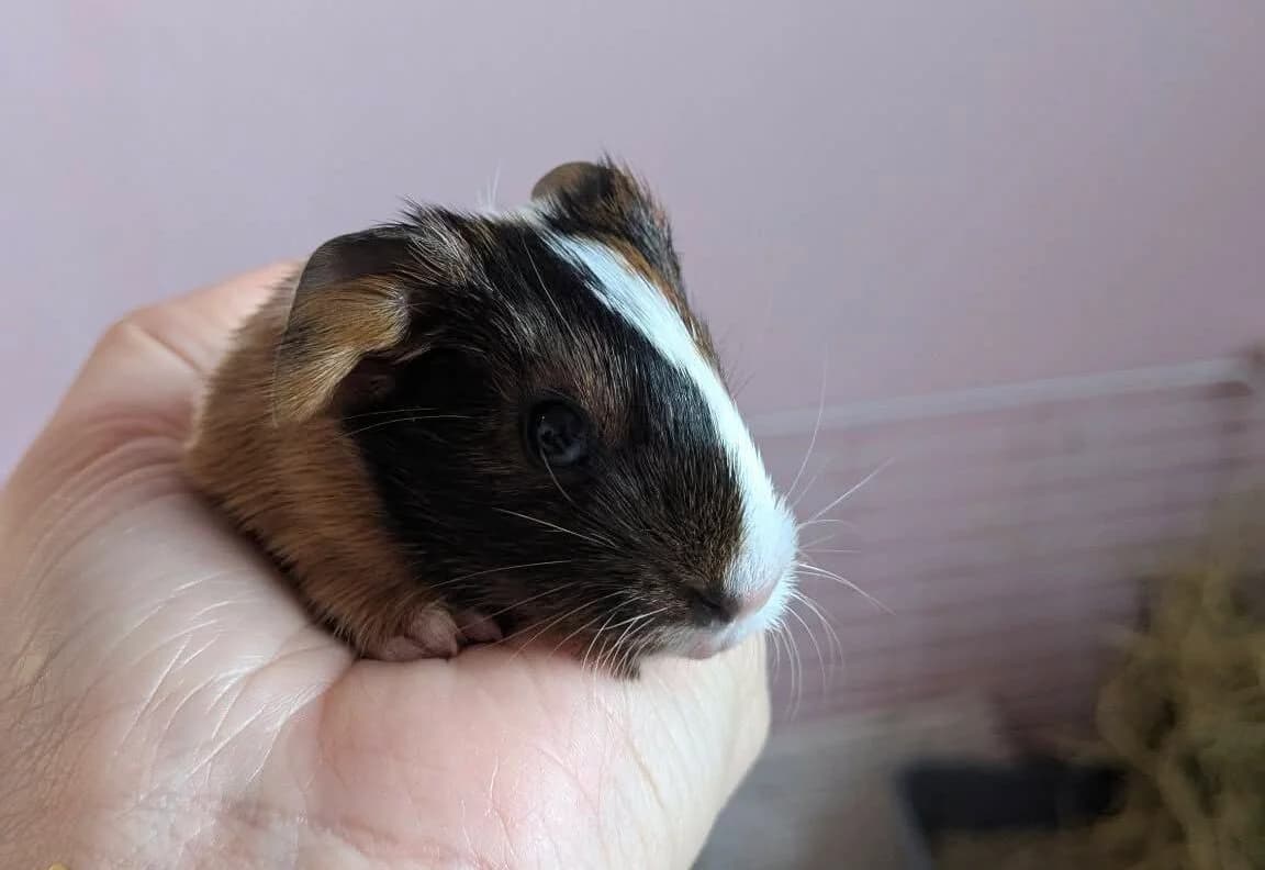 Lilas, female Mixed Breed for adoption at Les Amis d