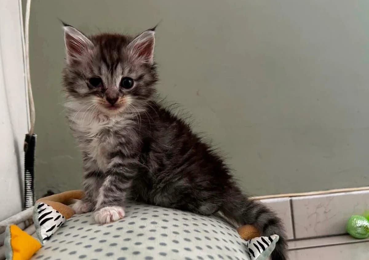 Looping, female Mixed Breed for adoption at Les Amis d