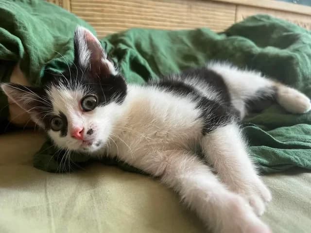 Marie, female Mixed Breed for adoption at Les Amis d