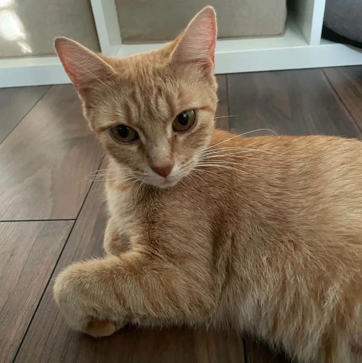 Melba, female Mixed Breed for adoption at Les Amis d