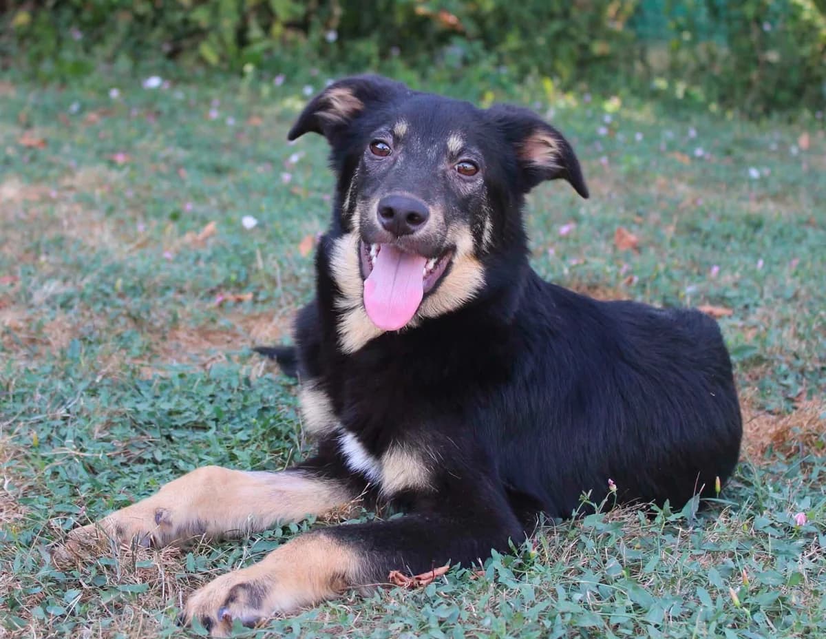 Milo, male Mixed Breed for adoption at Les Amis d
