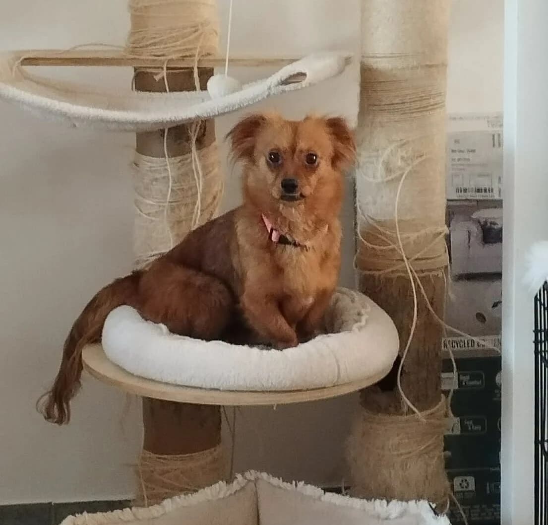 Minnie, female Mixed Breed for adoption at Les Amis d