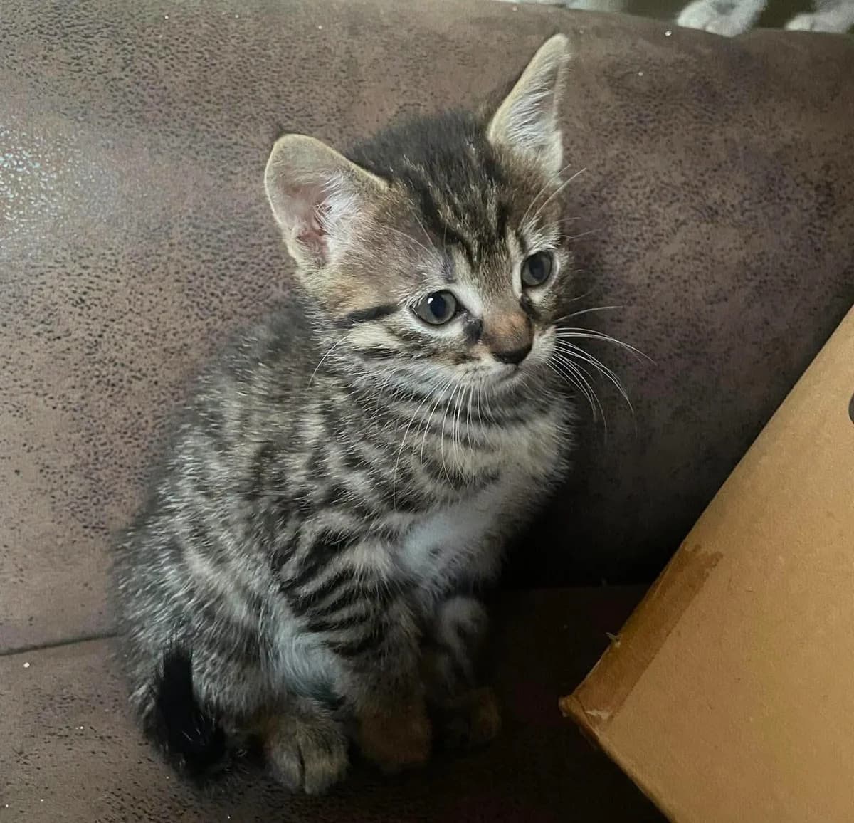 Myrtille, female Mixed Breed for adoption at Les Amis d