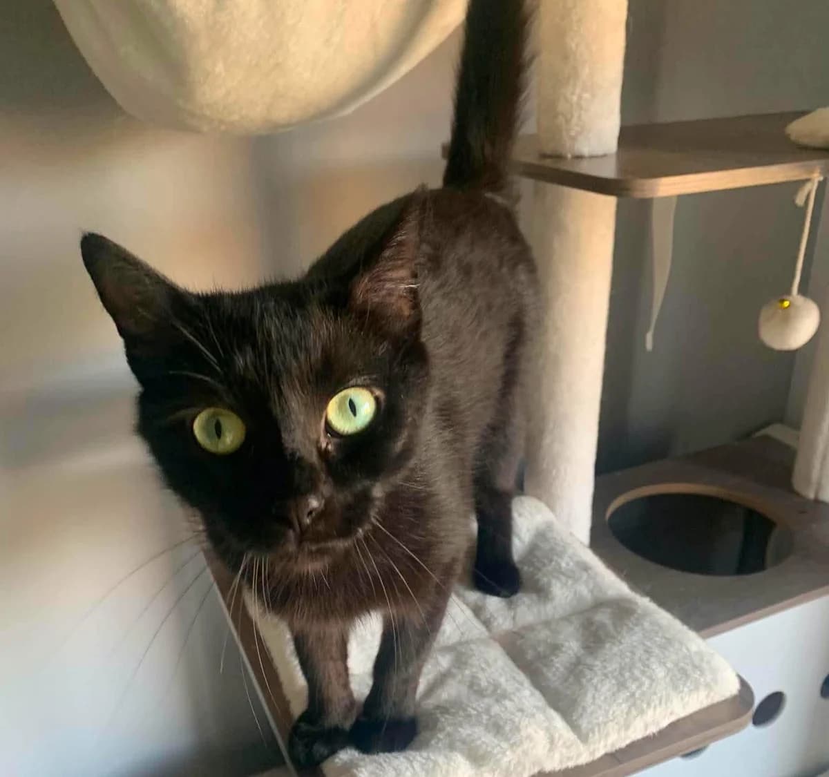 Naïa, female Mixed Breed for adoption at Les Amis d