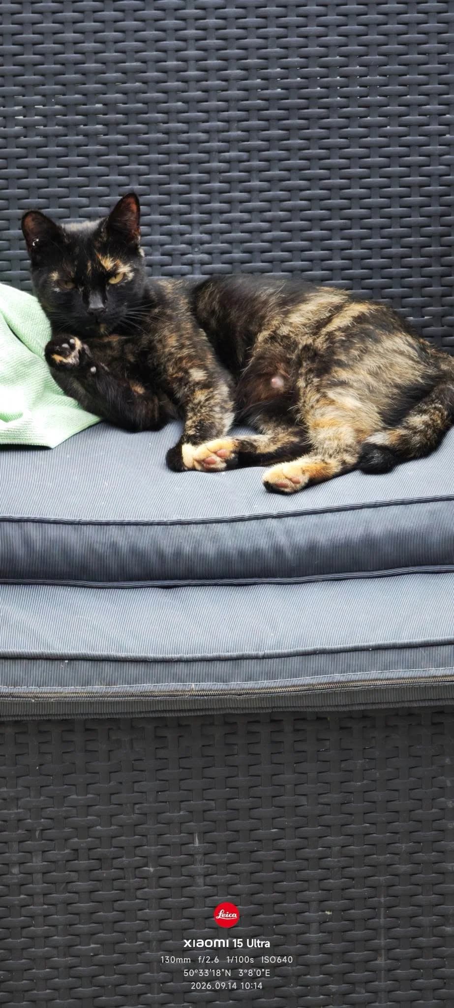 Nova, female Mixed Breed for adoption at Les Amis d
