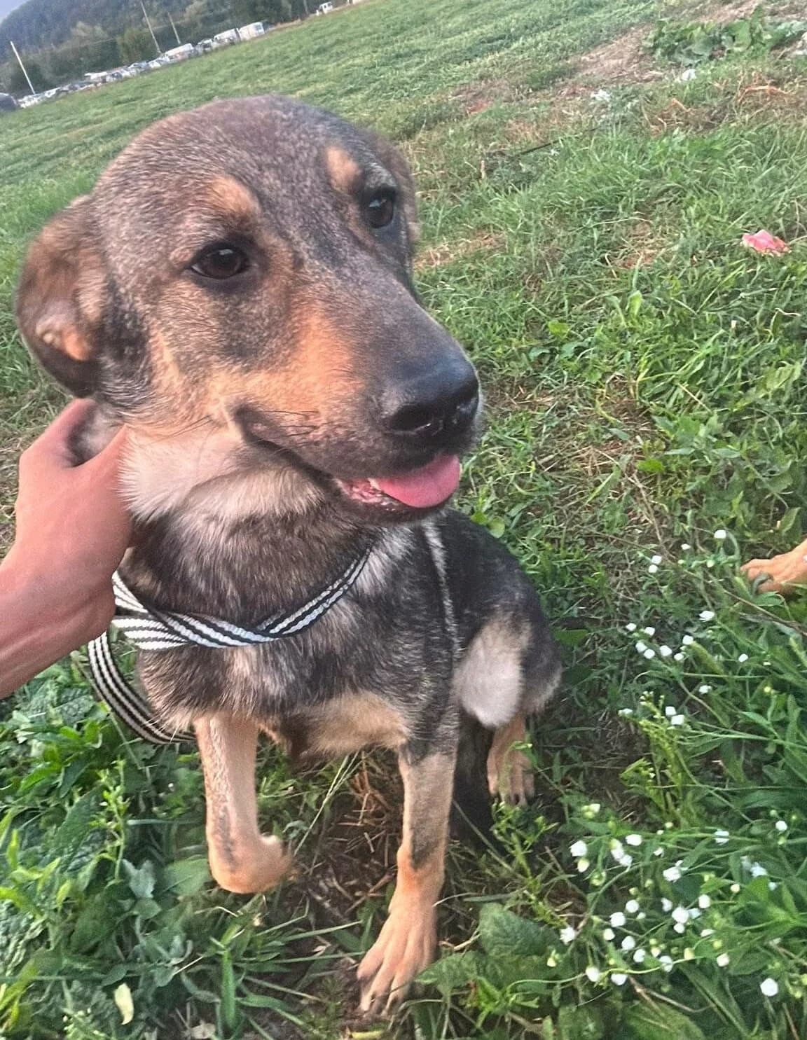 Pomme, female Mixed Breed for adoption at Les Amis d