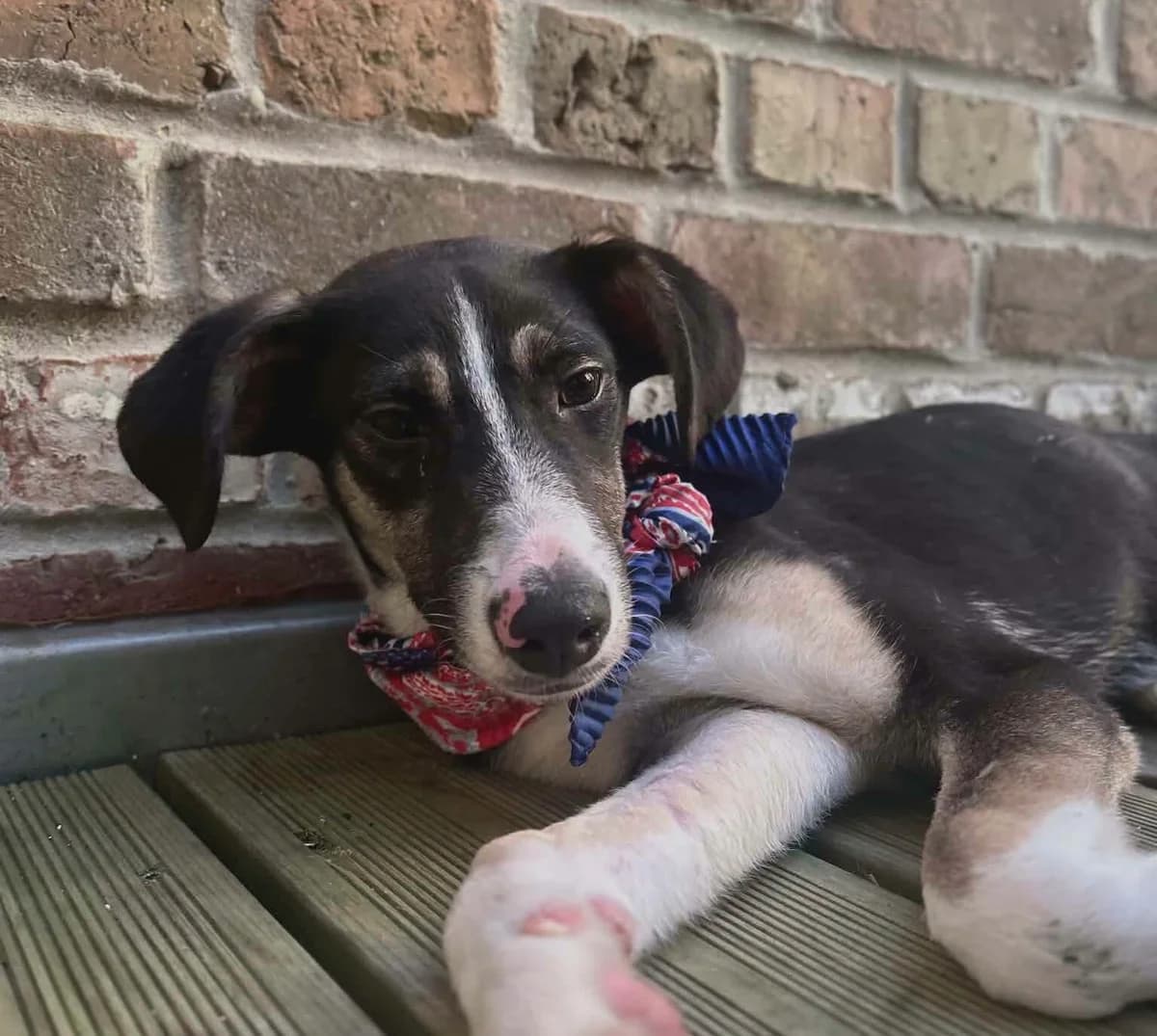 Rosy, female Mixed Breed for adoption at Les Amis d