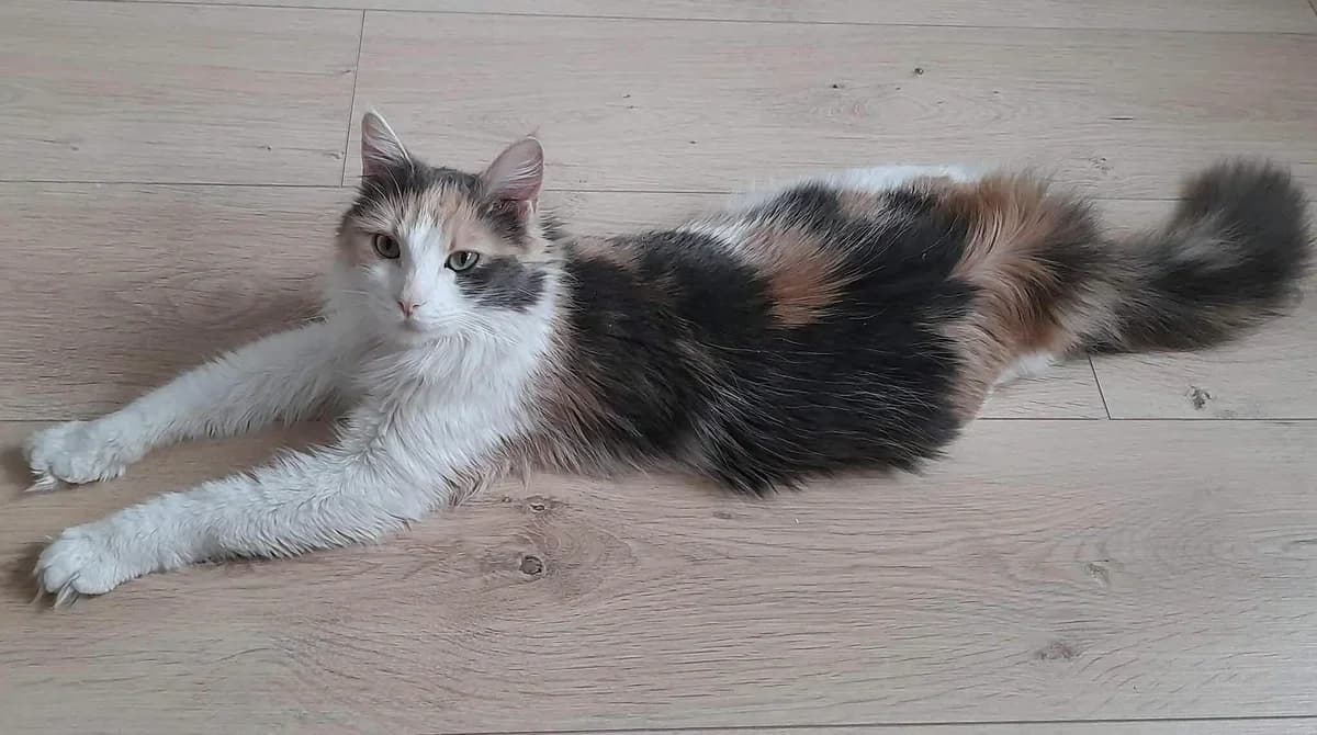 Sana, female Mixed Breed for adoption at Les Amis d