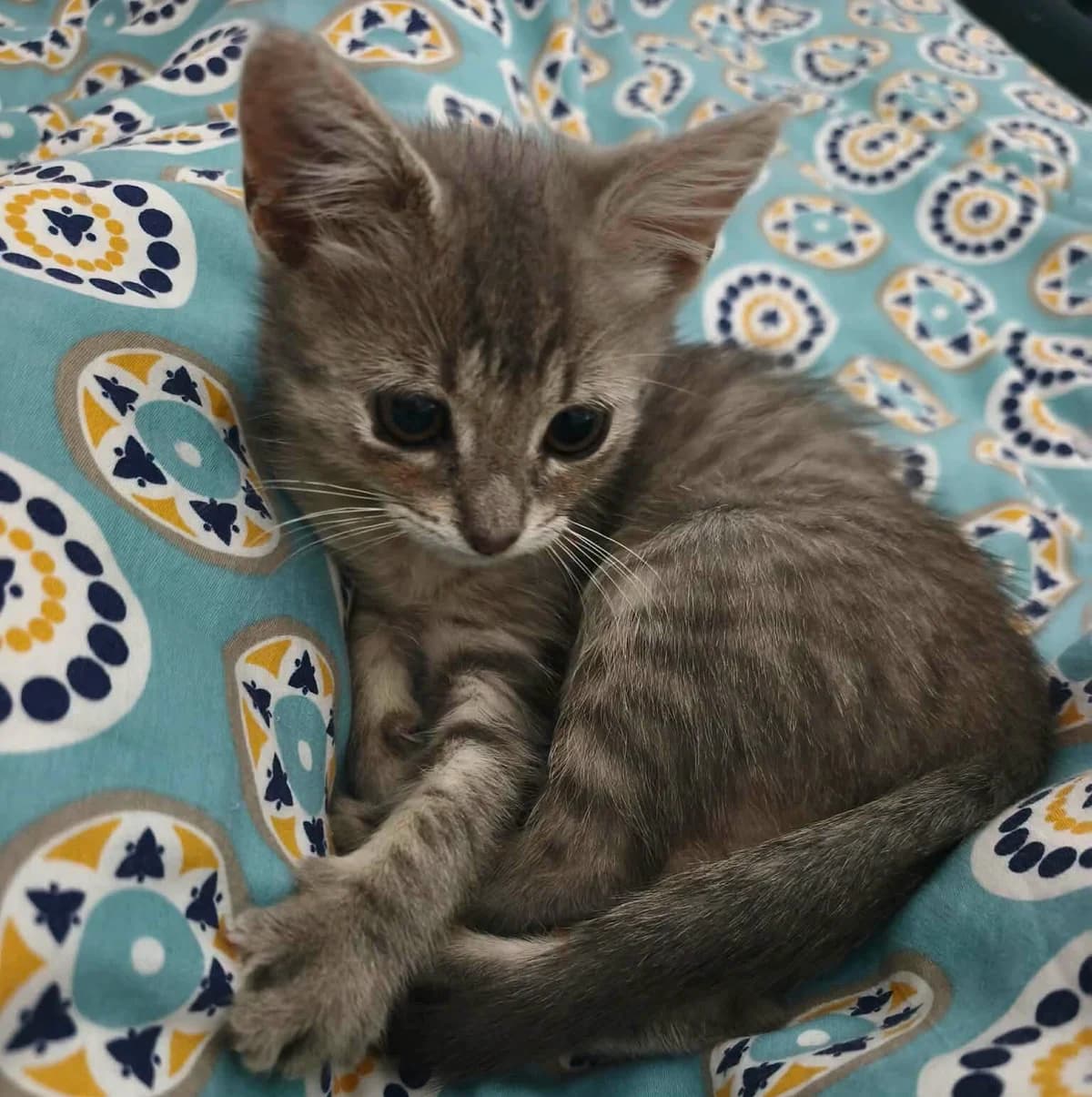 Sol, female Mixed Breed for adoption at Les Amis d