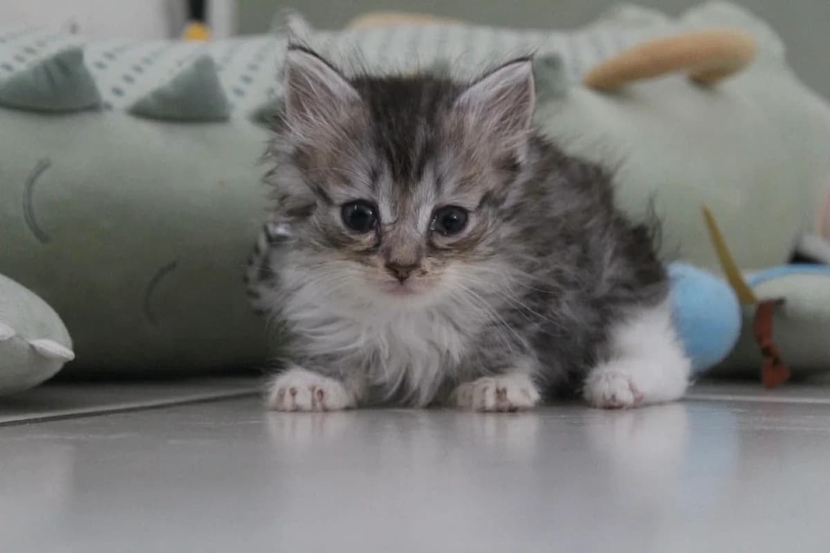 Sparrow, male Mixed Breed for adoption at Les Amis d