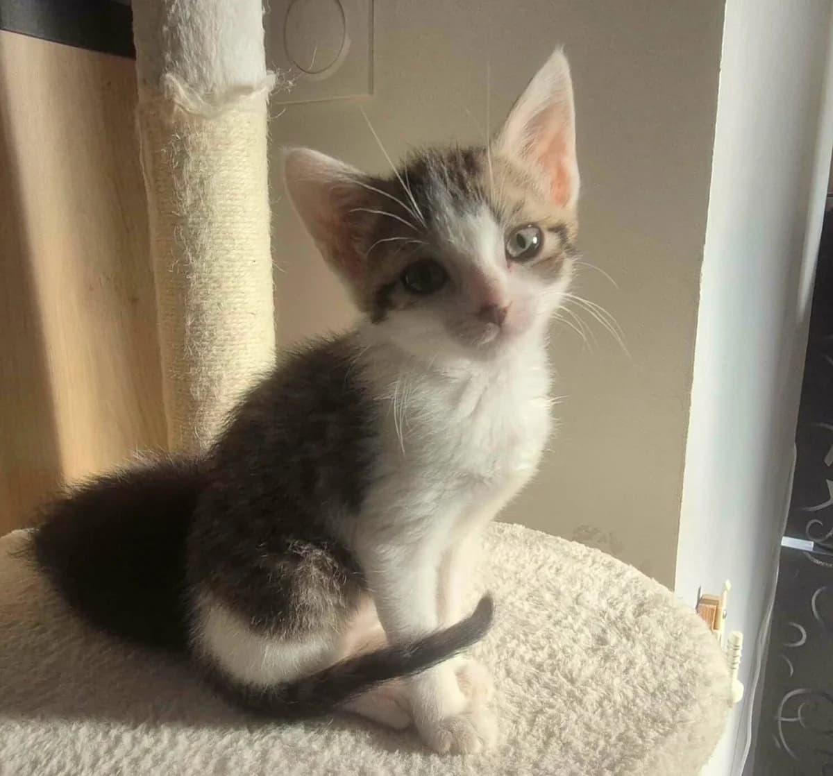 Stain, female puppy Mixed Breed for adoption at Les Amis d