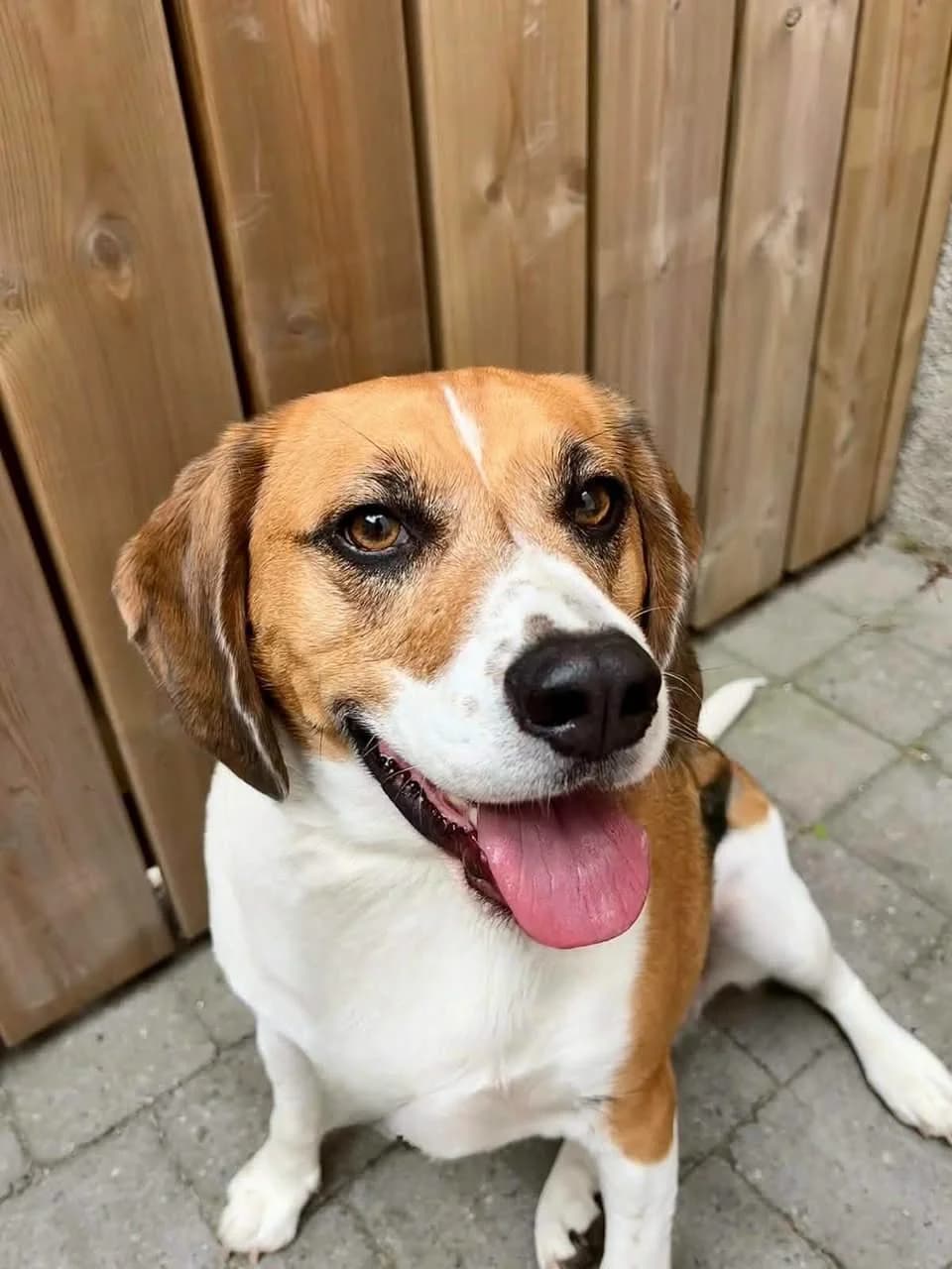 TempΓͺte, male Mixed Breed for adoption at Les Amis d