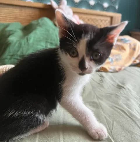 Toulouse, male puppy Mixed Breed for adoption at Les Amis d