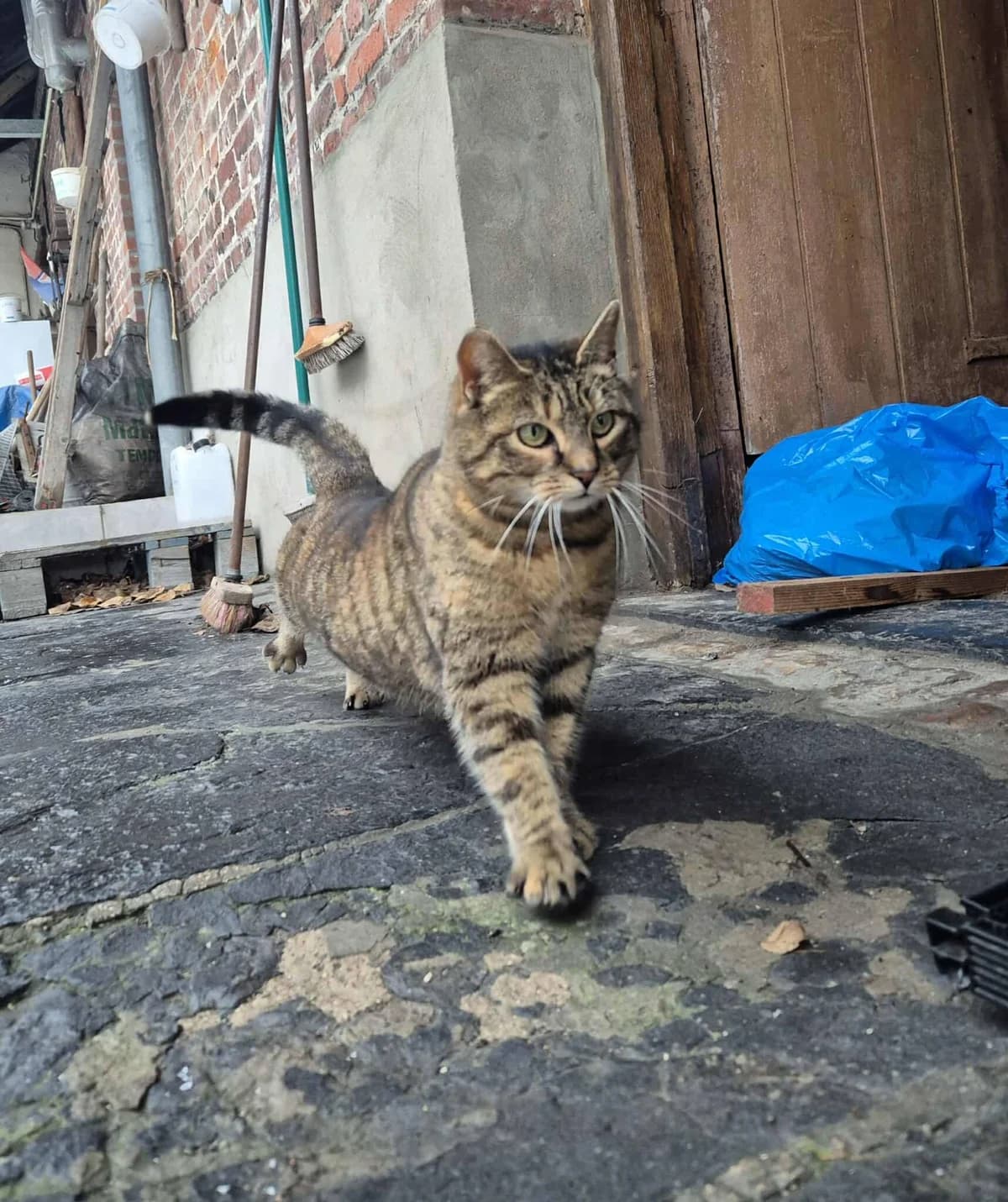 Twatty, female Mixed Breed for adoption at Les Amis d