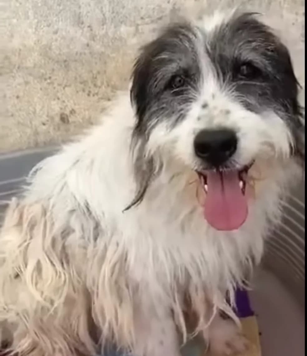 Wicky, female 4yo Mixed Breed for adoption at Les Amis d