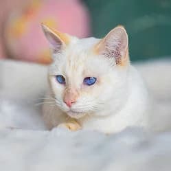 AIME, male young Mixed Breed for adoption at Les Babychoux