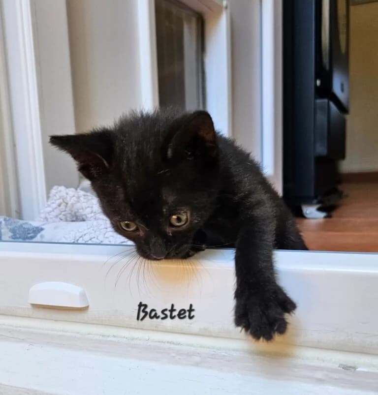 BASTET, female Mixed Breed for adoption at Les Babychoux