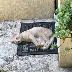 BISCUIT, male Mixed Breed for adoption at Les Babychoux