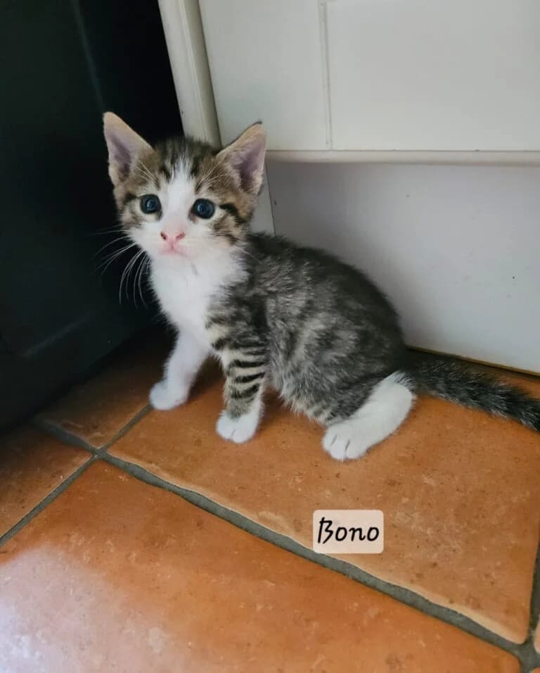 BONO, male Mixed Breed for adoption at Les Babychoux
