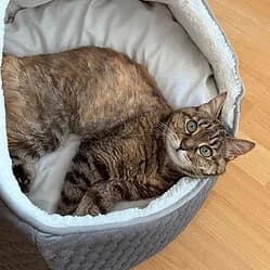 CACAHUETE, female senior Mixed Breed for adoption at Les Babychoux