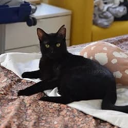 DAISY, female young Mixed Breed for adoption at Les Babychoux