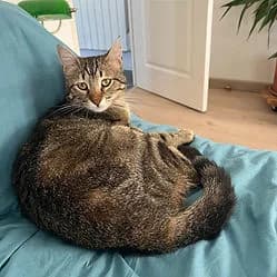 LILOU, female young Mixed Breed for adoption at Les Babychoux