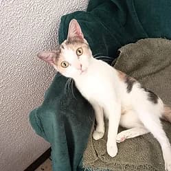 MIRABELLE, female Mixed Breed for adoption at Les Babychoux