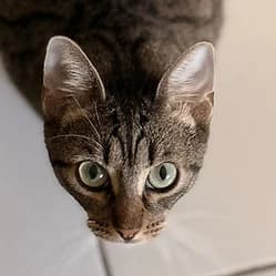 NANA, female young Mixed Breed for adoption at Les Babychoux
