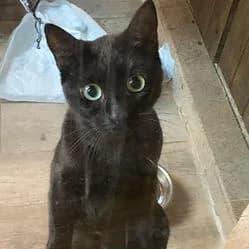 OREO, female senior Mixed Breed for adoption at Les Babychoux