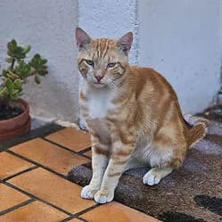 PACHA, male young Mixed Breed for adoption at Les Babychoux