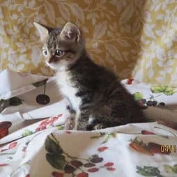 RATATOUILLE, female Mixed Breed for adoption at Les Babychoux